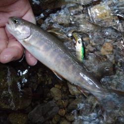 大増水の渓流で苦戦 ～長良川水系～